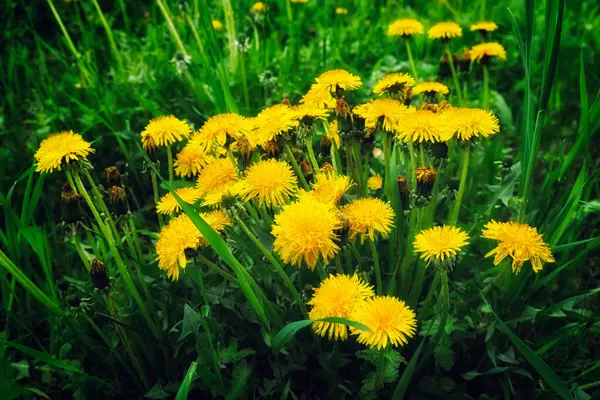 Fotoğrafta yemyeşil bir alanda canlı sarı bir karahindiba kümesi görülüyor..