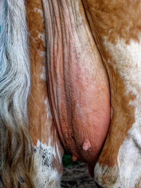 The udder of a cow. Domestic cattle. Farming.