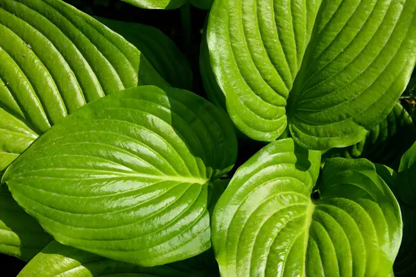 This is a close-up of large green leaves with a prominent vein pattern. The leaves are overlapping and have a glossy texture against a dark background. The large leaves of the funkia flower. Hosta.