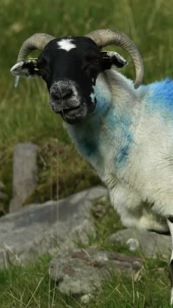 一只有蓝色条纹的羊 象征着身份 在山上吃草 垂直录像 — 图库视频影像
