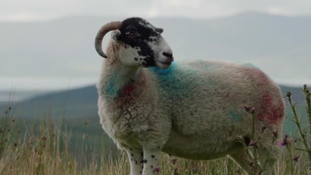 Живописная Сцена Рогатой Овцы Стоящей Поле Чертополохом Рядом Блеющая Овца — стоковое видео