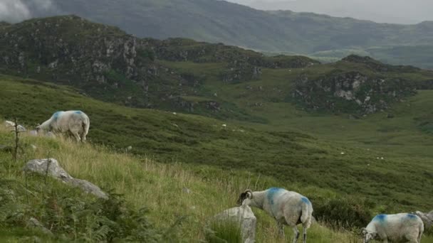 山の壮大さの中で放牧する羊の群れの平和なテーブル パノール — ストック動画