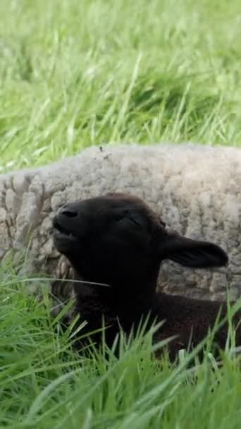 Pastoral Scene Unfolds Black Lamb Nestled Field Lush Tall Green — Stock Video