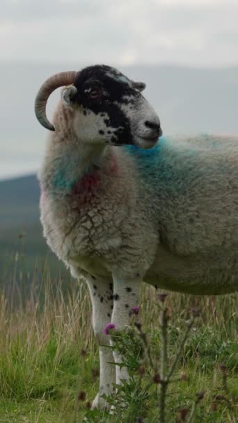 Белая Овца Черными Пятнами Величественно Стоит Поле Горы Обеспечивают Потрясающий — стоковое видео