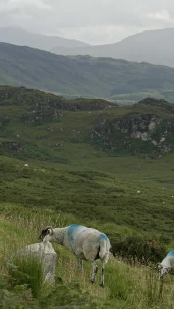 前景に放牧する羊の風景 背景には素晴らしい山脈が広がっています バーティカルビデオ パノール — ストック動画