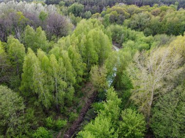 İlkbaharda ağaçların arasında küçük bir nehir, hava manzarası. Orman nehri.