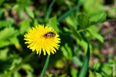 Bir tarlada canlı sarı bir karahindiba çiçeğinin üzerinde dinlenen bir arı görülüyor..