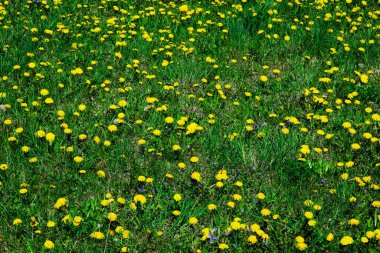 Uçsuz bucaksız bir tarla sarı karahindibalarla kaplandı..