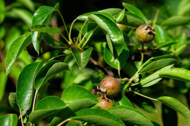 Gün ışığında meyveli armut ağacının yakın çekimi..