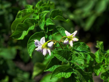 Yeşil bir bitkinin üzerinde sarı merkezli iki beyaz çiçeğin yakın plan fotoğrafı. Patates çalısı üzerinde çiçekler, yakın plan. Çiçekli patatesler..