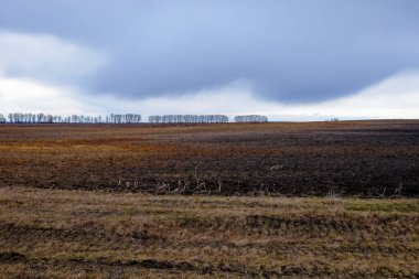 Görüntü, arka planda bulutlu bir gökyüzünün altında ağaçların oluşturduğu geniş ve çorak bir alanı gösteriyor. Renkler soluk, kasvetli bir hava yaratıyor..