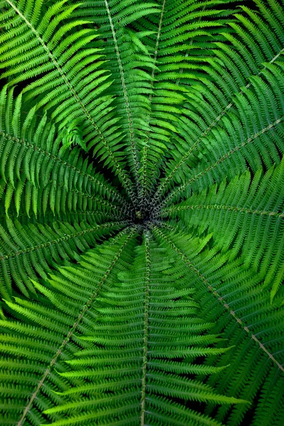 A fern plant with green leaves radiating from a central point.