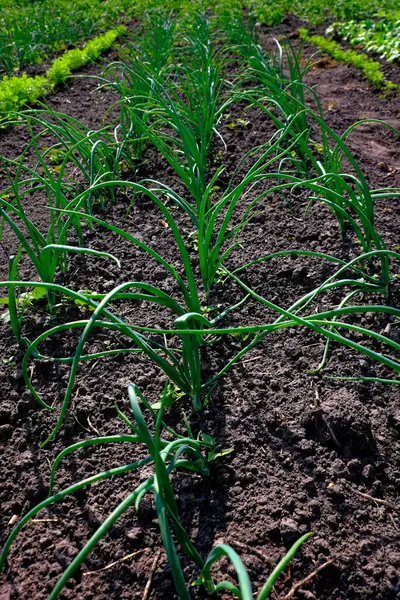 A garden bed with rows of green onion plants.
