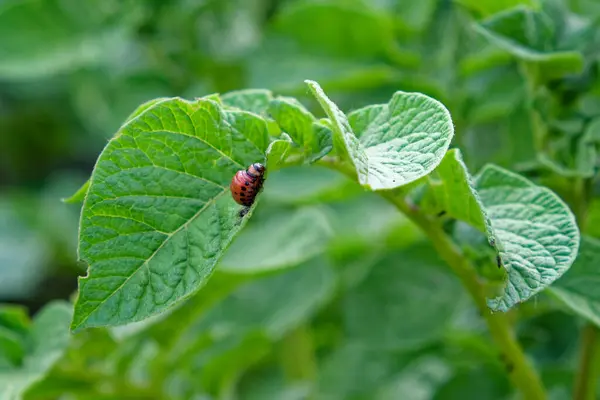 A close-up of a larva on a leaf. Colorado potato beetle larva on a potato leaf.