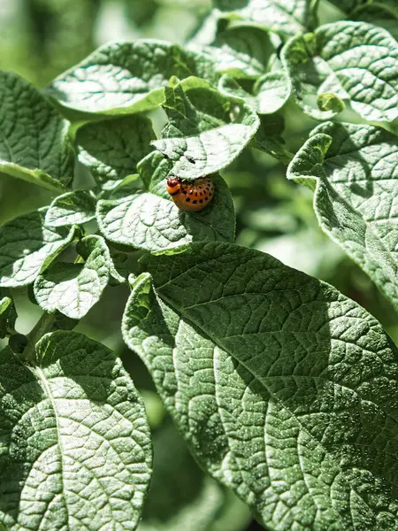 A larva on a leaf, the leaf is green and has a rough texture. Colorado potato beetle larva on a potato leaf.