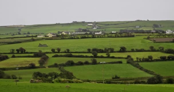 Μια Πανοραμική Θέα Μιας Γαλήνιας Ιρλανδικής Υπαίθρου Διάσπαρτα Σπίτια — Αρχείο Βίντεο