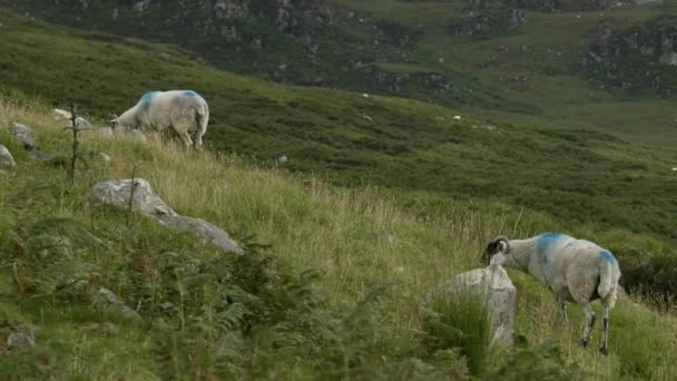 野原で平和に放牧する羊の群れの魅惑的な景色 劇的な背景を提供する山の範囲 — ストック動画