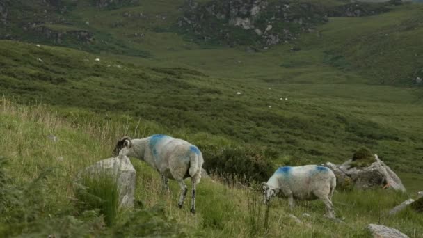 雄大な山脈の影に放牧する羊の群れを特徴とする穏やかな牧草地のシーン — ストック動画