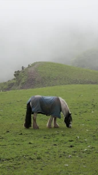 Koń Niebieskim Kocu Cieszy Się Bujnym Otoczeniem Mglistego Zielonego Pola — Wideo stockowe