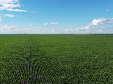 Güneşli bir yaz gününde büyük bir mısır tarlası, hava manzarası. Mavi gökyüzü yeşil çiftlik arazisi, manzara.