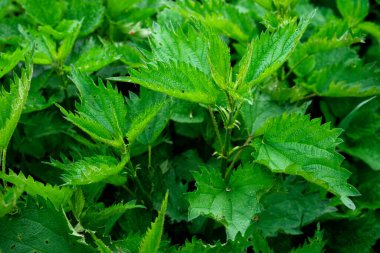 Arka planı bulanık ısırgan otu yapraklı bir grubun yakın çekimi..