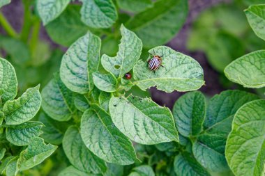 A beetle with black and white stripes on a potato plant. Colorado potato beetle on a potato bush. Insect pest. clipart