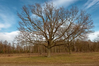 Çıplak dalları olan büyük bir ağaç bir parkta görkemli bir şekilde duruyor. Arkaplanı oluşturan mavi bir gökyüzü..