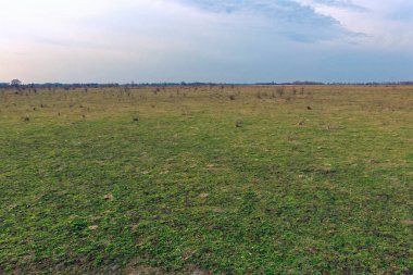 Uçsuz bucaksız, çimenli bir alan mavi gökyüzünün altında uzanır dağınık bulutlarla benekli..