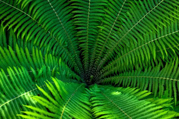 A fern plant with leaves arranged in a circular pattern.