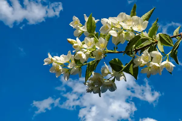 White flowers with yellow centers and green leaves against a blue sky. A branch of a blossoming jasmine bush against a blue sky. Fragrant white flowers.
