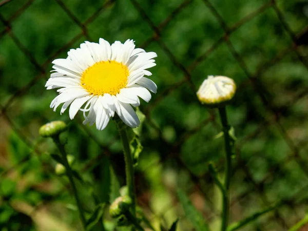 A white daisy with a yellow center and a green background.