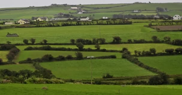 Rozsáhlý Výhled Irskou Krajinu Malými Roztroušenými Domky Pano — Stock video