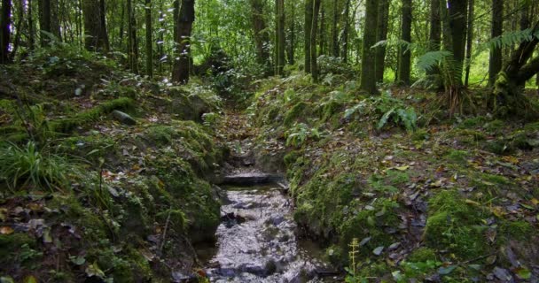 Huzurlu Bir Dere Yemyeşil Bir Ormanın Içinde Dolanıyor Yavaş Çekim — Stok video