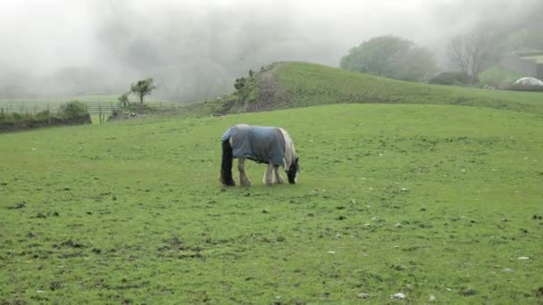 一匹裹着蓝色毯子的马平静地在雾蒙蒙的绿色牧场上吃草 放大放大 — 图库视频影像