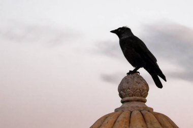 Sivri gagalı bir kuş oyulmuş bir taş topun üzerine tünemiştir..