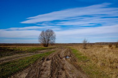 Tarlanın ortasında bir ağaç, ön planda toprak bir yol..