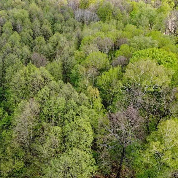 İlkbaharda ağaçların arasında küçük bir nehir, hava manzarası. Orman nehri.