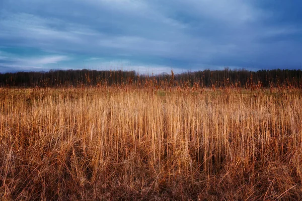 A field of brown, dry grass stretches out under a blue, cloudy sky. Overgrow the dried reeds on a spring evening. Cloudy weather, landscape.