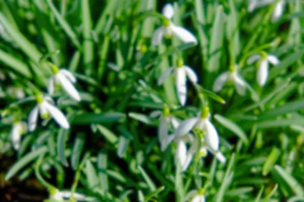 This is a photo of white flowers with green leaves. A bush of small white spring flowers, close-up. Snowdrops. Blurred background.