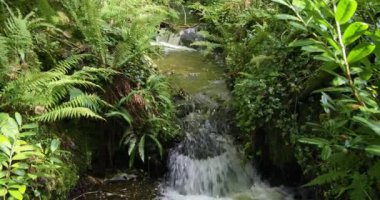 Yeşil bir ormanda kayaların üzerinde çağlayan küçük bir şelale. Yavaş çekim.