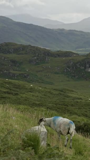 Une Vue Imprenable Sur Mouton Broutant Dans Champ Verdoyant Avec — Video