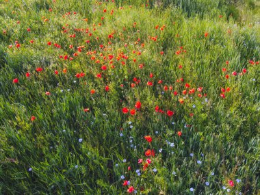 Güneşli bir günde, buğday tarlasında kırmızı gelincikler, hava manzarası. Arkaplan.