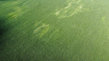 Geniş mısır tarlaları, üst manzara. Yeşil tarlalar, manzara.