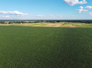Güneşli bir yaz gününde büyük bir mısır tarlası, hava manzarası. Mavi gökyüzü yeşil çiftlik arazisi, manzara.
