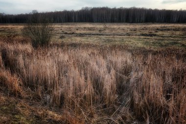 Arka planda ağaçların görülebildiği uzun bir çimen tarlası..
