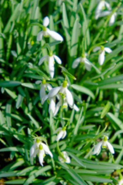 The flowers are small and have six petals. A bush of small white spring flowers, close-up. Snowdrops. Blurred background.