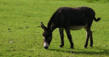 Siyah beyaz bir eşeğin güneşli bir tarlada otladığı görülüyor. Ağır çekim. yakınlaştır