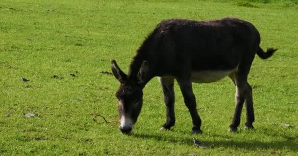 Black White Donkey Seen Grazing Sunny Field Slow Motion Zoom — Stock Video