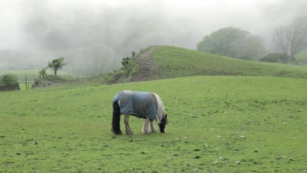 Лошадь Голубом Одеяле Наслаждается Туманным Очарованием Зеленого Пастбища Pan — стоковое видео