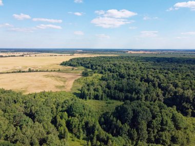 Mavi gökyüzünün altında yoğun yeşil orman, güneşli yaz havası. Manzara.